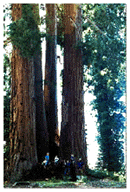 sequoias.GIF (23105 bytes)